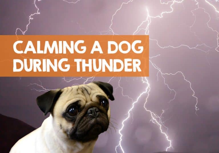 How do I Comfort my Dog During a Thunderstorm? 9 Ways
