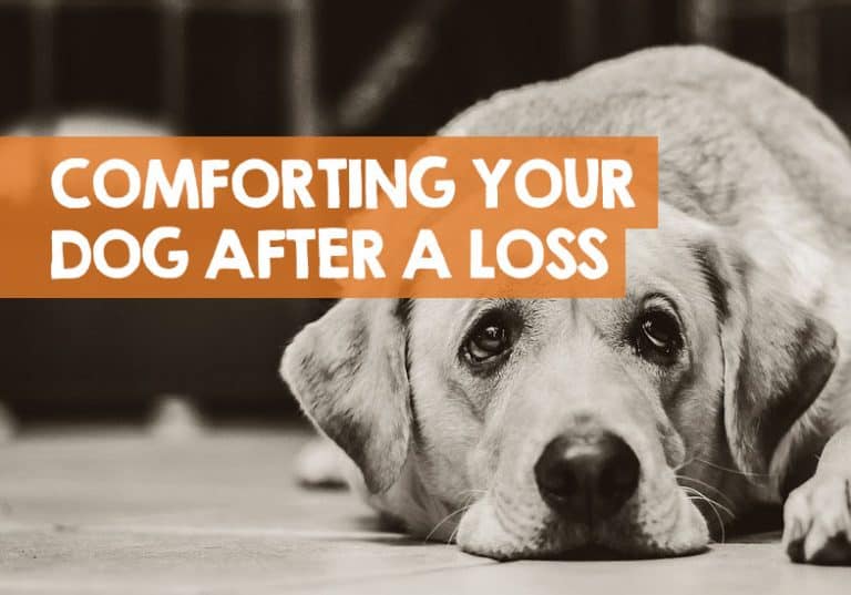 How to Comfort a Dog Who Loses Her Puppies (What to do)