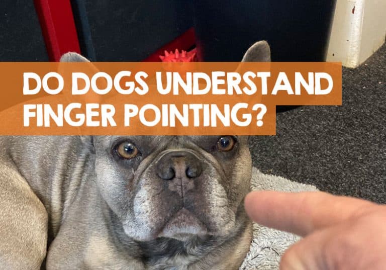 Do Dogs Understand when You Point at Them? + Is Pointing Bad?