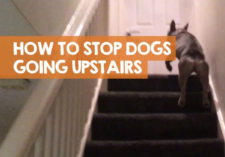 How to Stop a Dog Going Upstairs My Tips to Prevent Stair Climbing