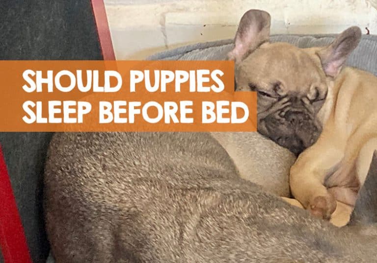 Should I let My Puppy Sleep Before Bedtime? or Wake Him Up!?