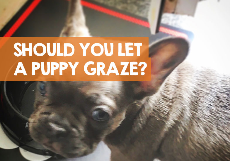 Should You Let A Puppy Graze Food Available At All Times Should You Let A Puppy Graze Food Available At All Times