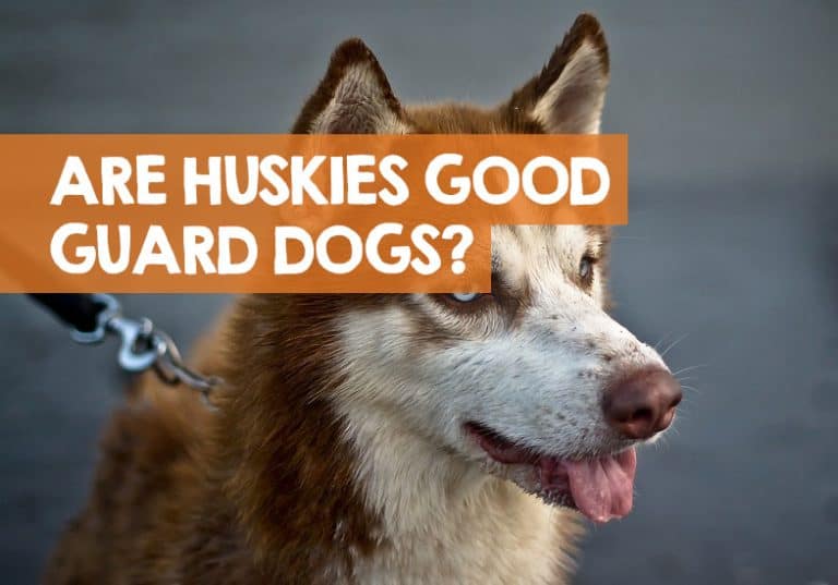 Are Huskies Good Guard Dogs? (+ Protective of Owners / Babies)