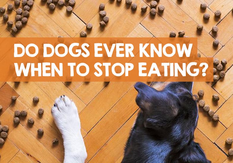 why would a dog stop eating