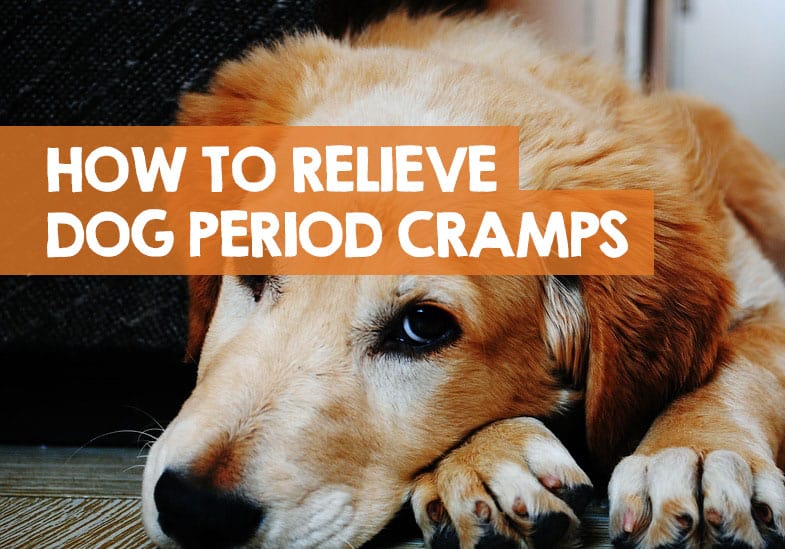 How To Relieve Dog Period Cramps 8 Tips To Help Heat Pain