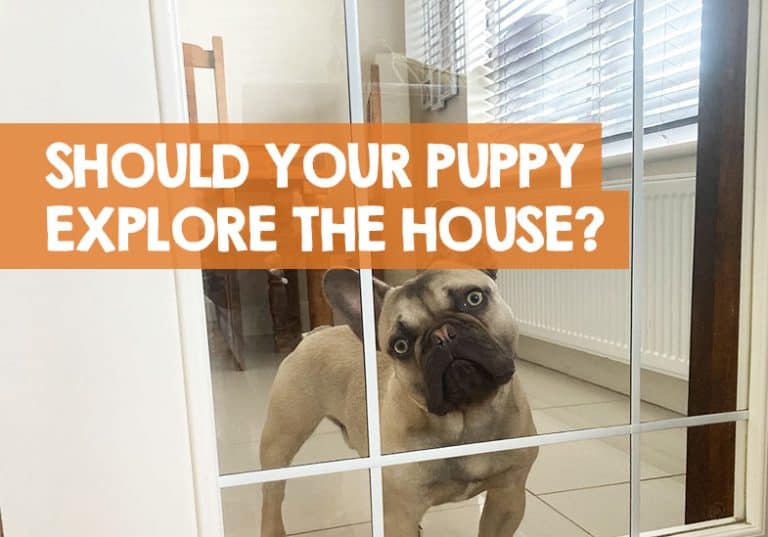 Should You Let Puppy Explore the House (Roam Free)?