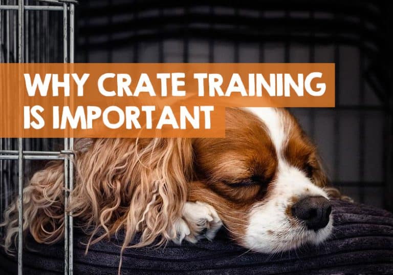Why is Crate Training Important for Puppies? (Answered)