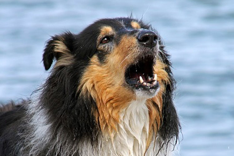 can dogs understand human barking