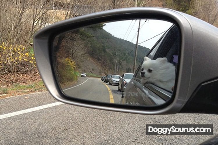 can some dogs recognize themselves in the mirror