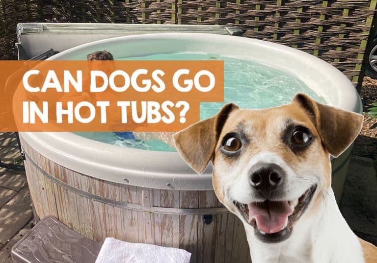 Can a Dog Go in a Hot Tub? (Read the Dangers & Risk!)