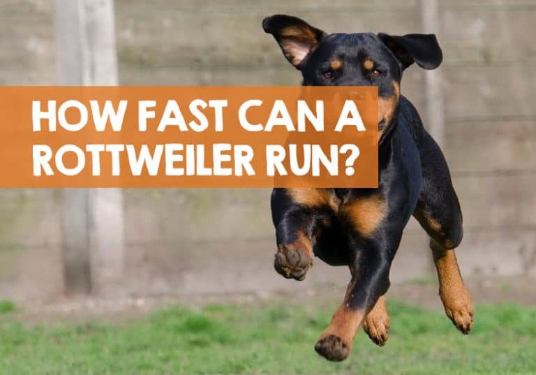 How Fast Can a Rottweiler Run? (Top Speed Stats)