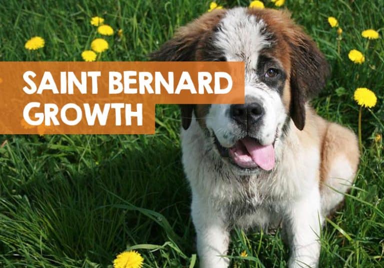 When Do Saint Bernards Stop Growing? (Growth Stages)