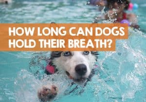 Serene How Long Can Dogs Hold Their Breath Artwork Nature Serene How Long Can Dogs Hold Their Breath Artwork Nature