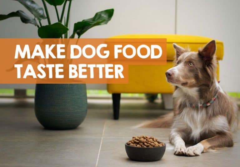 How to Make Dog Food Taste Better (so Picky Eaters Eat it)?