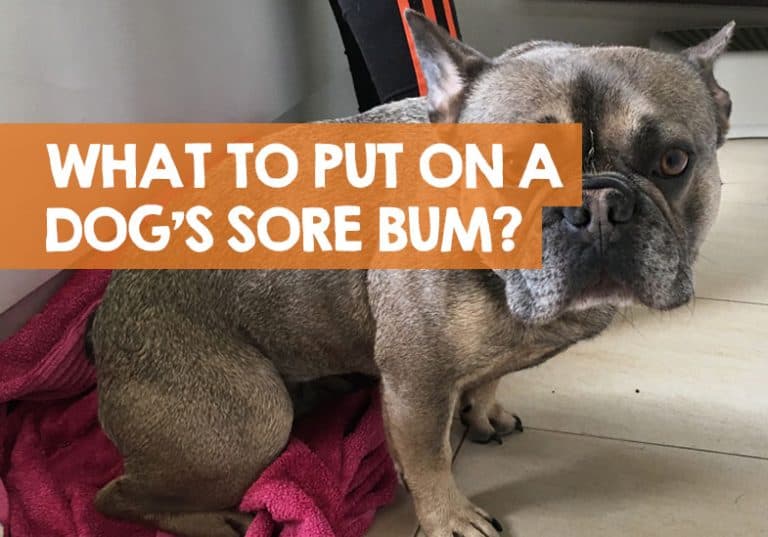 What Cream Can I Put on My Dog’s Sore Bum? (Best Ointment)