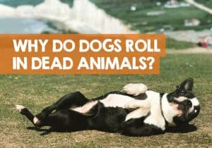 Why Do Dogs Roll in Dead Animals? (The Stinky Truth)