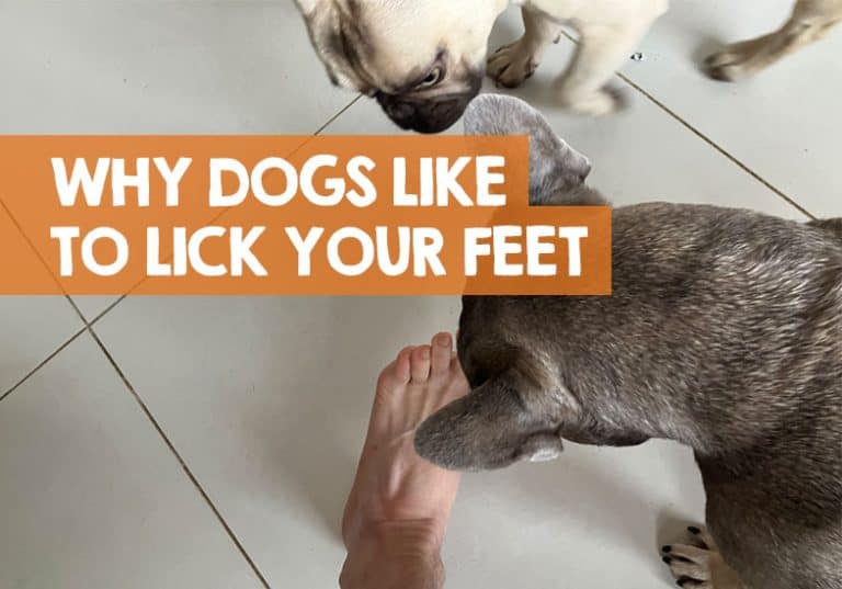 Why Does My Dog Lick My Feet? (What the Obsession Means)