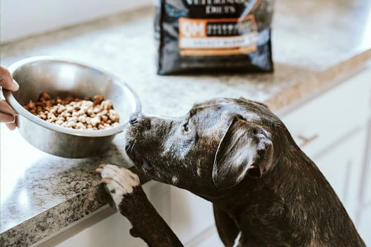 How To Make Dog Food Taste Better so Picky Eaters Eat It 