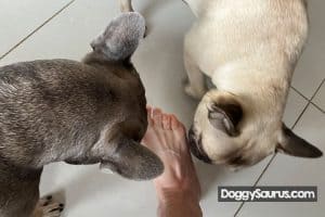 Why Does My Dog Lick My Feet? (What the Obsession Means)