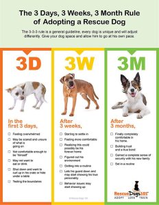 How Long Does It Take a Rescue Dog to Adjust to a New Home?