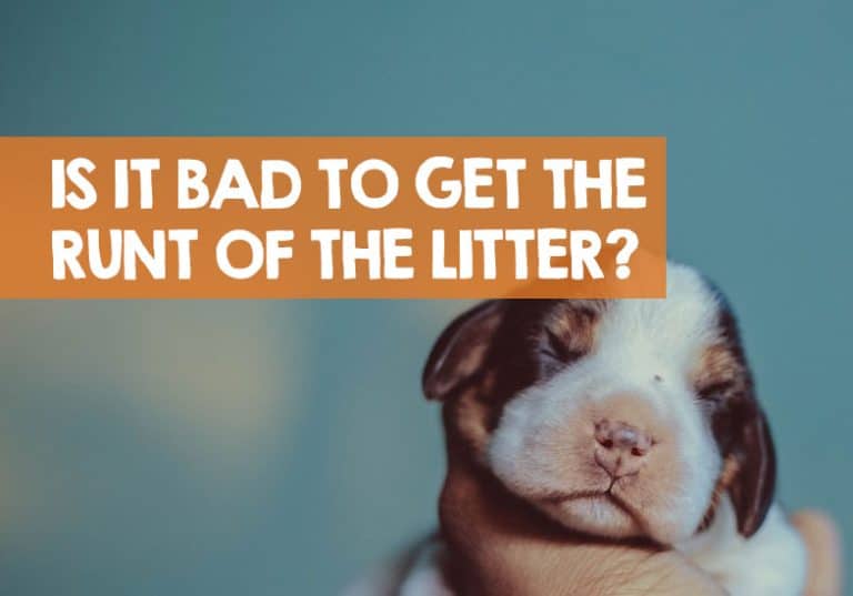 Is It Bad to Get the Runt of the Litter? (Based on experience...)