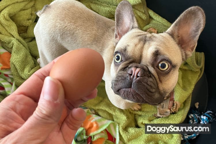 How Many Eggs Can a Dog Eat in a Day? (Safe Guide)