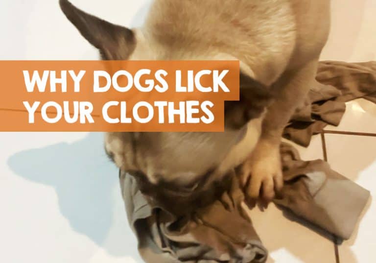 Why Does My Dog Lick My Clothes? (+ How to Stop)