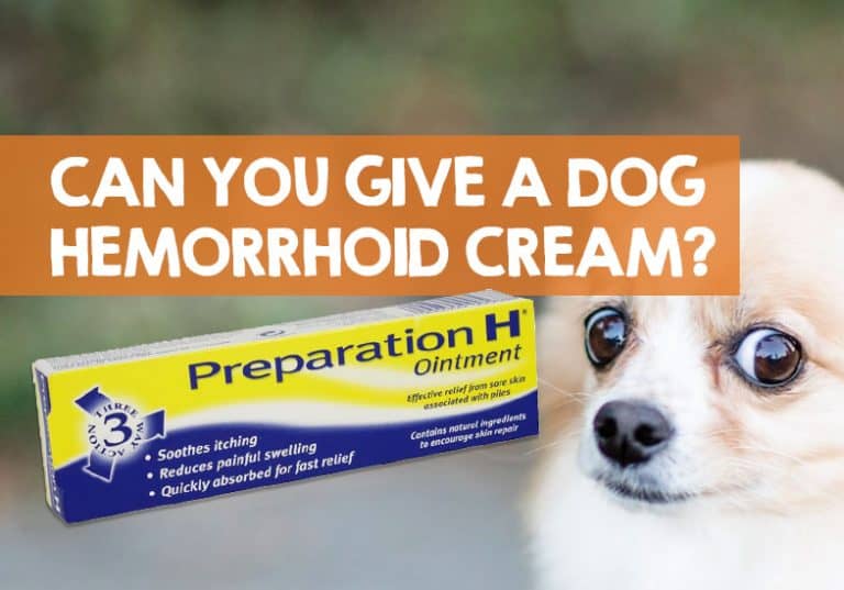 Can I Use Hemorrhoid Cream on My Dog? (Safe Answer)