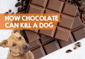 Image showcasing How Much Chocolate Can Kill a Dog? (Chart in Grams / Ounces)