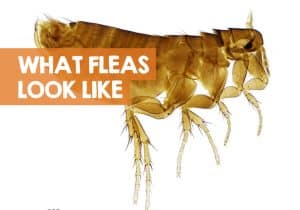 What Do Dog Fleas Look Like to the Human Eye? (Pictures)