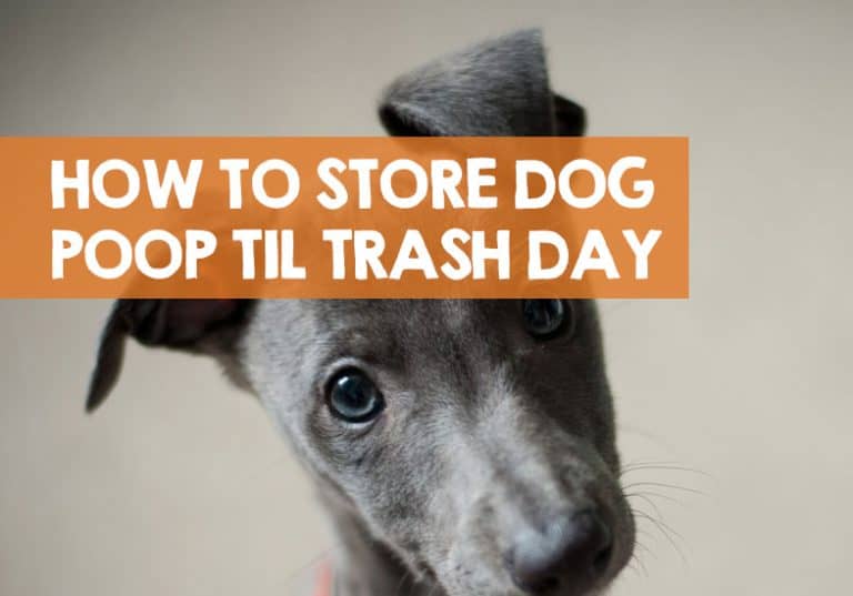 what-to-do-with-dog-poop-until-garbage-day-6-ideas