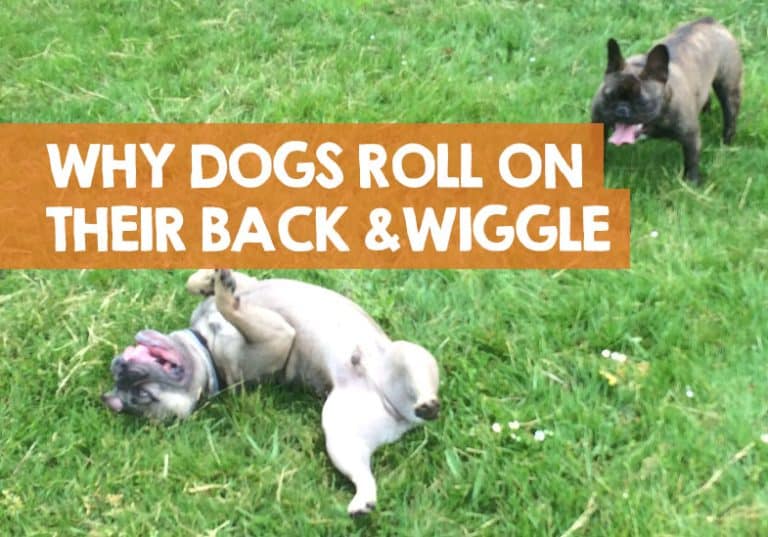 Why Do Dogs Roll on Their Back and Wiggle (Answered!)