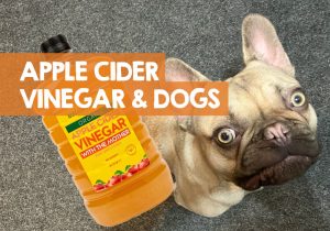 Image showcasing Apple Cider Vinegar to Stop Dog Licking Paws (Guide)