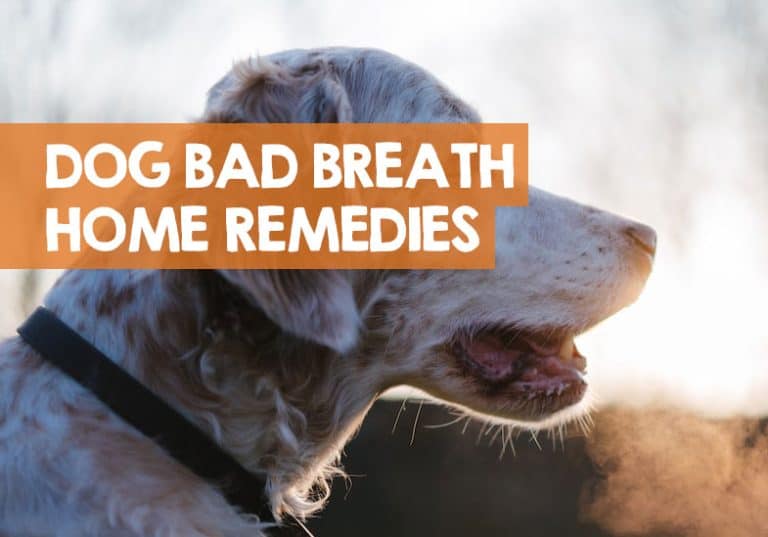 What Can You Give Dogs for Bad Breath? (Home Remedy)