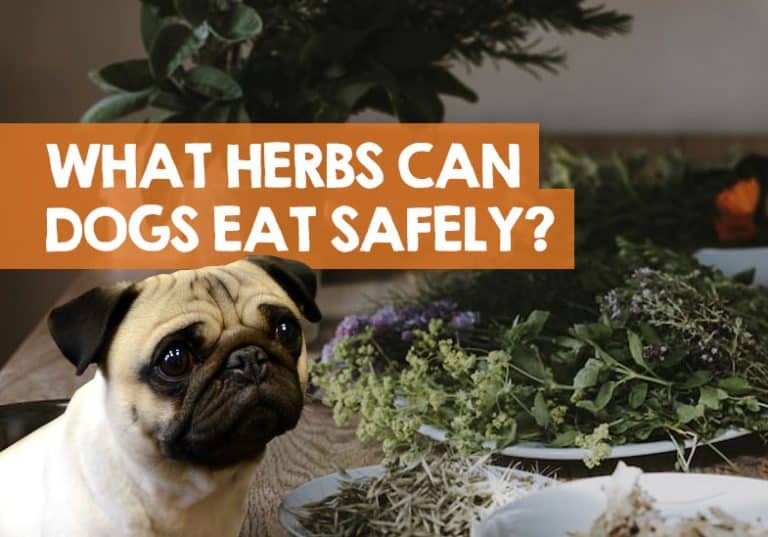 What Herbs Can Dogs Eat Safely? (The NonToxic List)