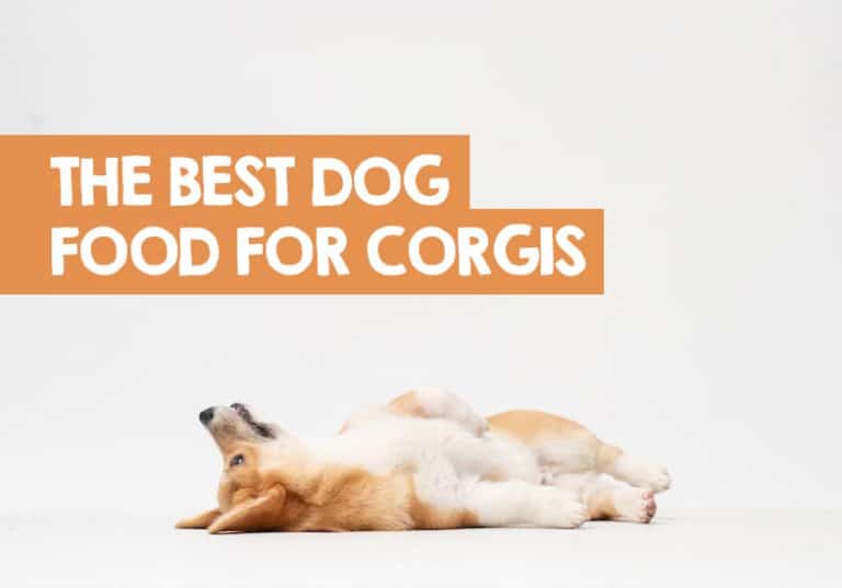 8 Best Dog Foods for of All Ages (incl. allergies)