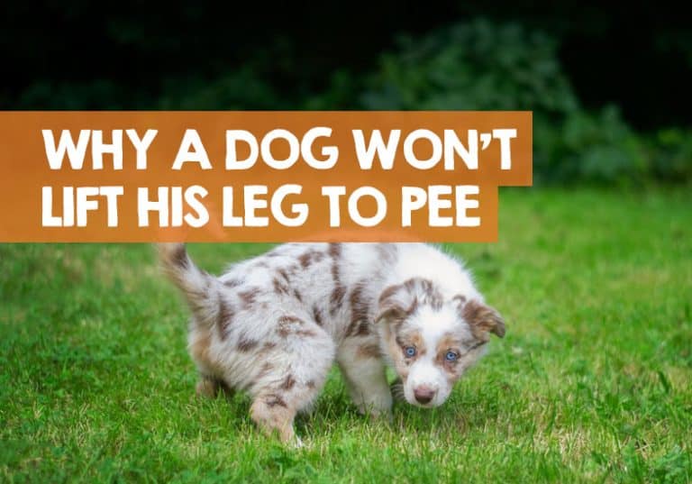 Why Does My Dog Not Lift His Leg to Pee? (Problem or not...)