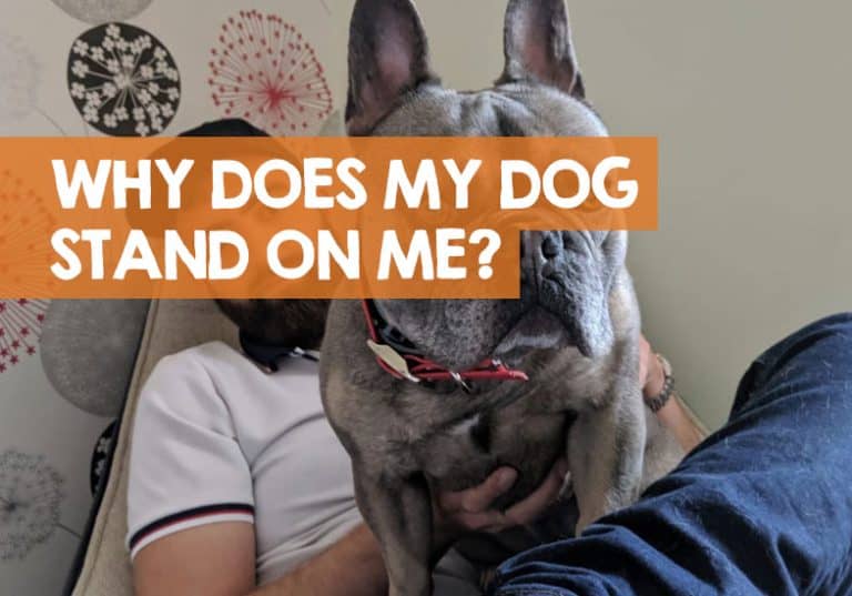 Why Does My Dog Stand on Me? (Chest, Lap... even in sleep!)