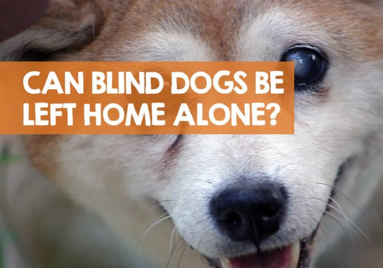 Can Blind Dogs Be Left Alone? (The Dos and Don'ts)