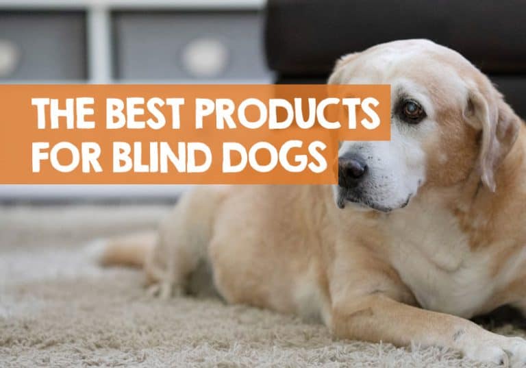 Products for Blind Dogs (7 Best Things You Can Buy)