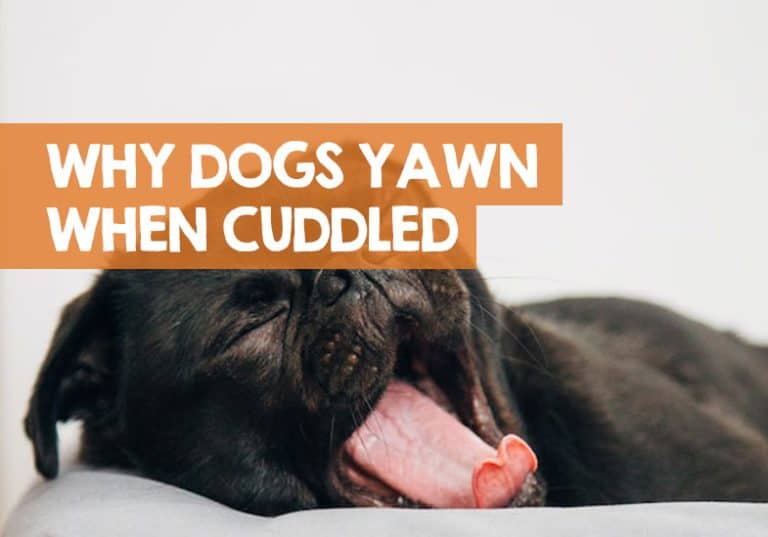 Why Does My Dog Yawn When I Cuddle or Pet Him? (Truth)